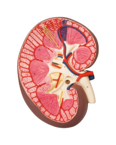 Kidney Section, 3 times full-size